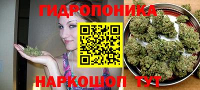 apvp Аша